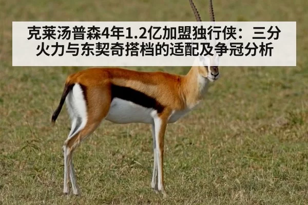 克莱汤普森4年1.2亿加盟独行侠：三分火力与东契奇搭档的适配及争冠分析